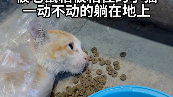 อัปเดตกรณีลูกแมวถูกทิ้งหน้าโรงพยาบาล