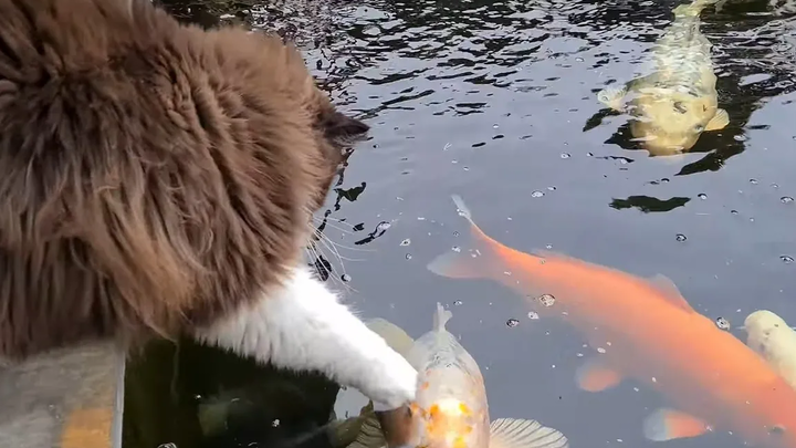 แมวสำรวจเพื่อนฝูงปลาของพวกเขาหลังจากเกิดพายุ