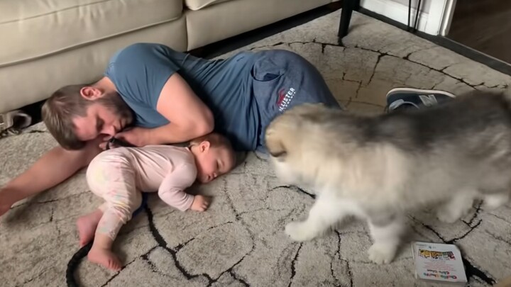 [Dogs] Fixed The Problem And Apologized After Woke Up The Baby