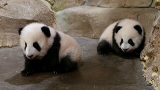 Gấu trúc lớn|Gấu trúc trong ZooParc