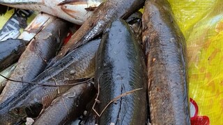 PENDAPATAN MANCING BSTATION