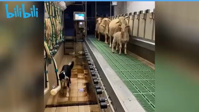 Cứng đầu cứng cổ