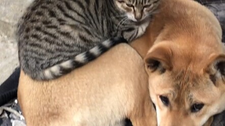 Mèo đã ngủ trên người chó để sưởi ấm rồi