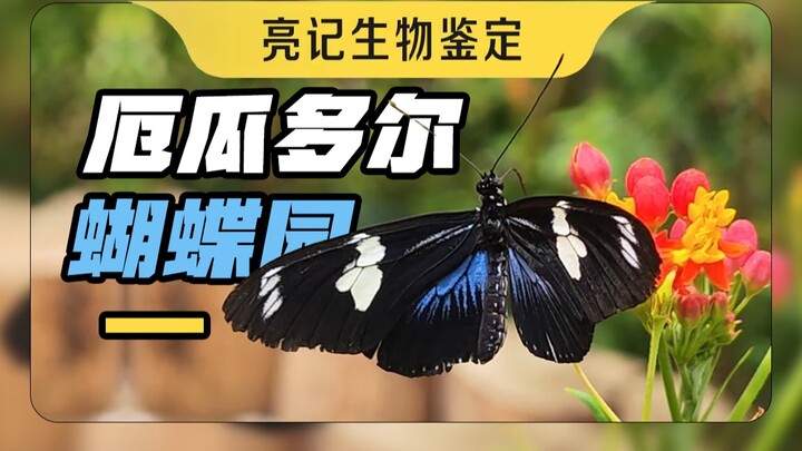 فراشات الإكوادور تختلف تمامًا عن الطراز الصيني.