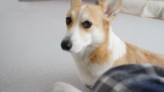 My Corgi Is Talking To Me