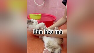 Hazzz thôi không chê nữa. Béo vẫn yêu mò cat mèo tranvansang