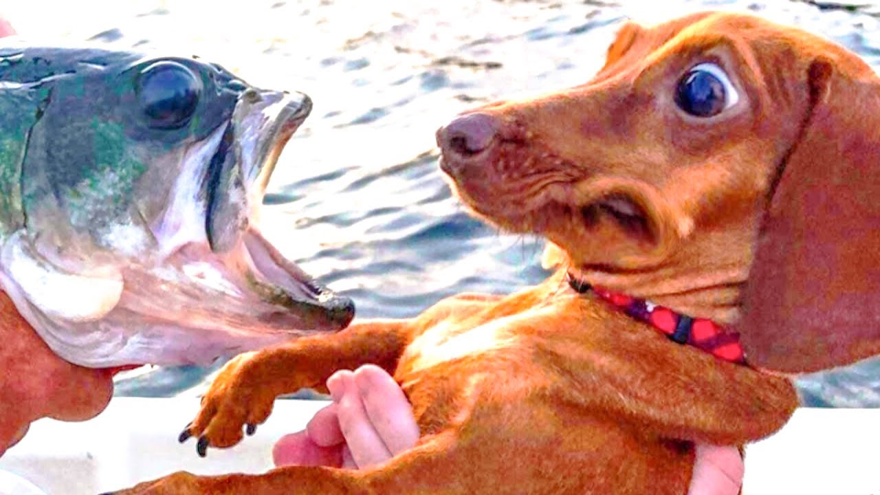 Dog with fish hotsell