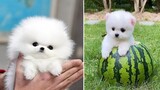 Mini Pomeranian 🔴 Funny and Cute Pomeranian Videos | Funny Puppy Videos 2020