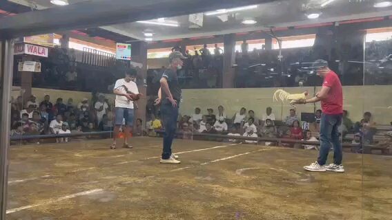 4 stag derby @Naic Cavite kelso win