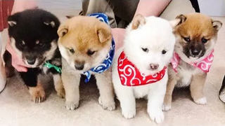 🐶ลูกสุนัขน่ารักทำเรื่องตลก 2022🐶 4 สุนัขที่น่ารักที่สุด