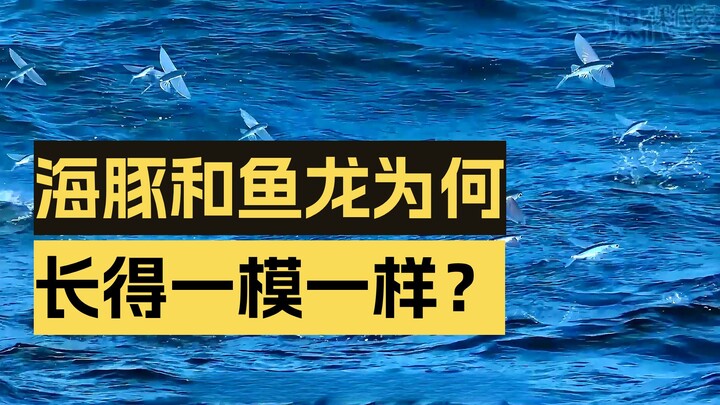 Why did unrelated species evolve to look so alike?