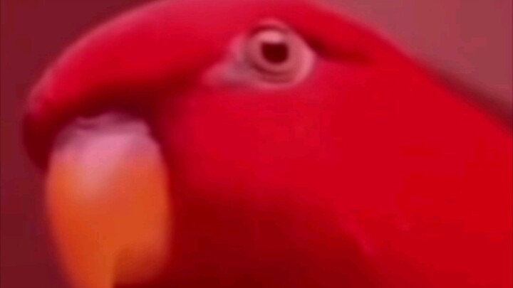 Mutant parrot, but Eastern