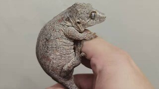 (สัตว์เลื้อยคลาน) มินิจระเข้! Gargoyle gecko ที่น่าเอ็นดูสุดๆ