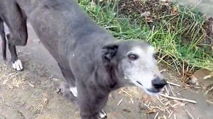 Grandma can even fatten up a skinny little dog!