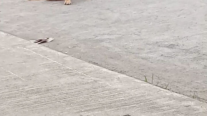 Sad Dog left on the street