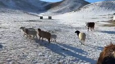 MONGOLIA Gak Masuk Akal (2025)