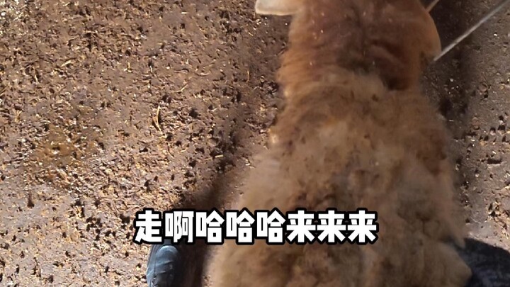 اجتماع أصدقاء في تسيشي بنينغ: ترتيب خروف مشوي كامل!