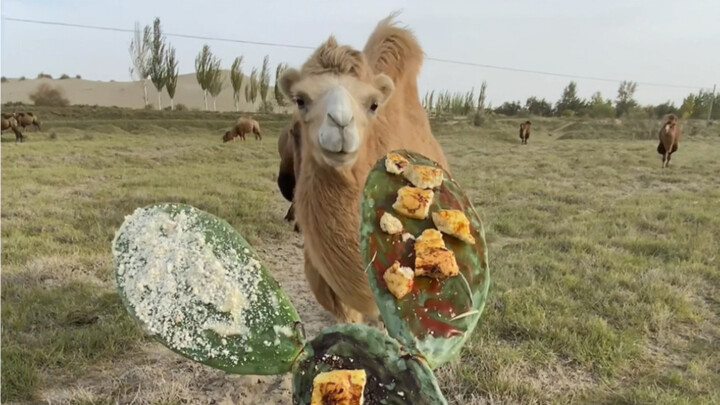 Being chased by camels every day