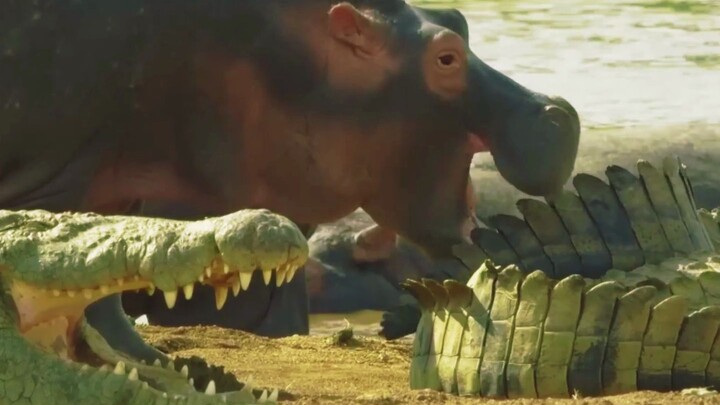 "Hippos: Those Who See Will Find Poop"