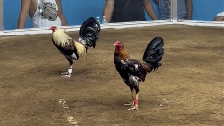 Reserve namin na Henny super pala Socore L-W-W 3 hits Noveleta Cavite