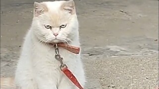 هناك أسباب عديدة لربط الكلاب، لكن هناك سبب واحد فقط لربط القطط!