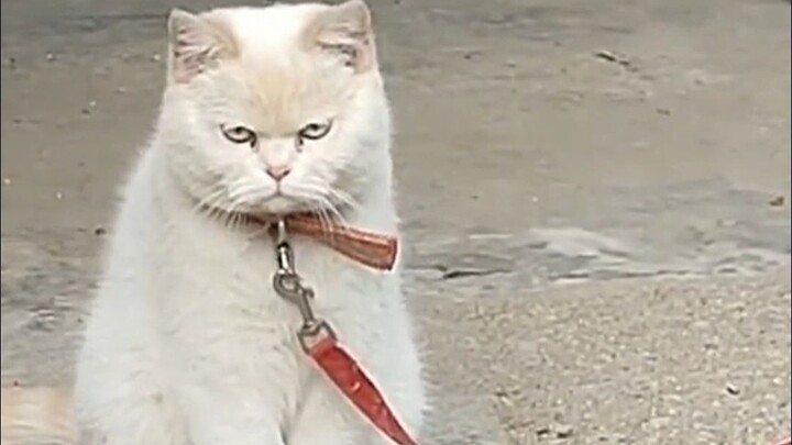 Ada banyak alasan mengapa anjing diikat, tetapi hanya ada satu alasan mengapa kucing diikat!