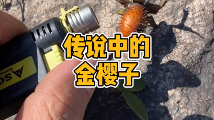 Loài “kim anh tử” trong truyền thuyết cứ thế mà ăn thì toi!