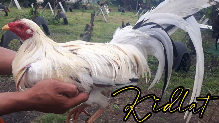 Personal material Kidlat white kelso