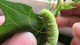 [Animals]Hungry silkworm baby frantically eats leaves!