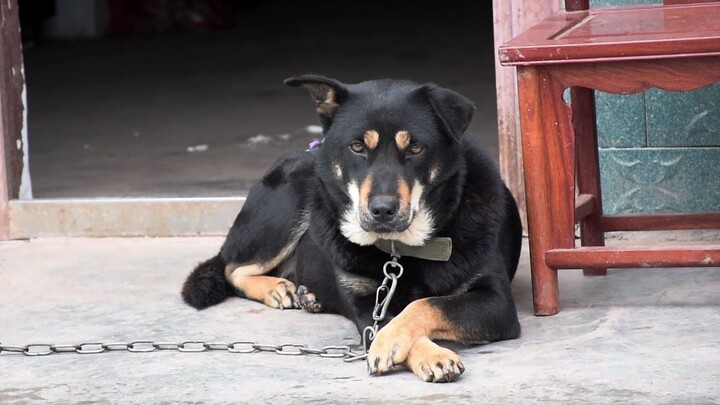 My dog loves to sit with its legs crossed! Don’t believe me? Just watch—hahaha, hahahaha!