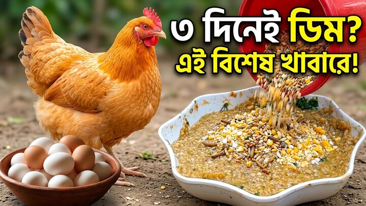 দেশি মুরগি ৩ দিনেই ডিম দেবে? এই বিশেষ খাবারে 🐔🥚 | Chicken Egg Tips