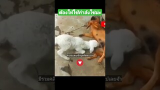 ^มีรวมคลิปเต็มชุดนี้กดดูลิงค์ด้านบนเลยจ้า^ ต้องให้ใช้กำลังใช่ม่ะ