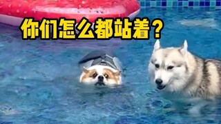 The Corgi is the only one swimming in the pool, while the other dogs are soaking their feet.