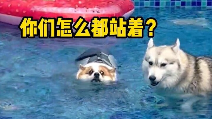 คอร์กี้เป็นสุนัขตัวเดียวที่ว่ายน้ำในสระ ในขณะที่สุนัขตัวอื่นๆ กำลังแช่เท้าอยู่