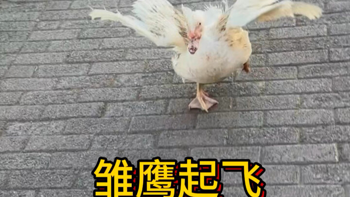 ฉันถูกเป็ดตัวหนึ่งไล่กัด