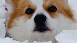 Seberapa mudahnya mengubur corgi di salju?