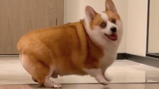 ماذا سيكون رد فعل الكلب إذا تظاهرت بأنك تلقيت مكالمة طلب الطعام؟