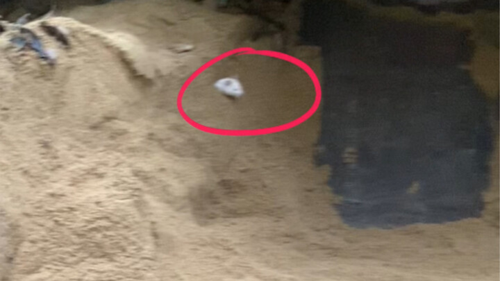 If there are bears digging holes, there must be owners digging for bears.