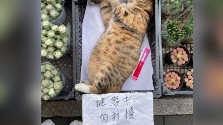 As long as you pay close attention, you’ll find that life is full of adorable little things.