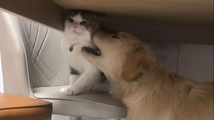 When a very E puppy meets a very I tomcat