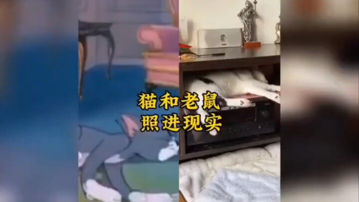 猫和老鼠照进现实哈哈哈哈