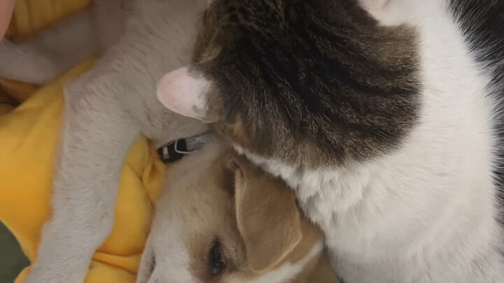 Aku juga nggak bisa kalau nggak bisa masuk.