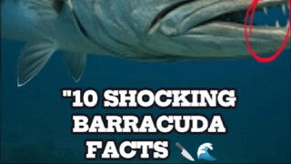 “10 Shocking Barracuda Facts You’ll Never Unsee!”