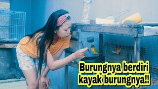 BURUNGNYA BERDIRI SEPERTI BURUNGNYA MAS PAIJO