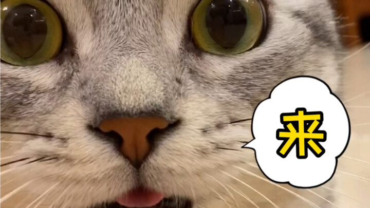 Charging alert for scrappy cats—so cute! You’ve gotta download it!