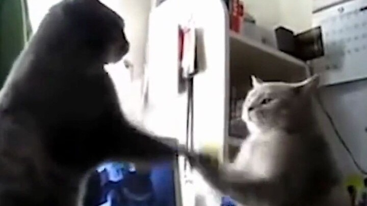 Setelah lama tinggal di rumah, kucing pun belajar permainan baru