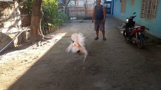 TRAINING MUNA SI WHITEY PAGKATAPOS NYA MAGKASAKIT, WALANG NAGBAGO SA LARO MALAKAS  PA RIN.