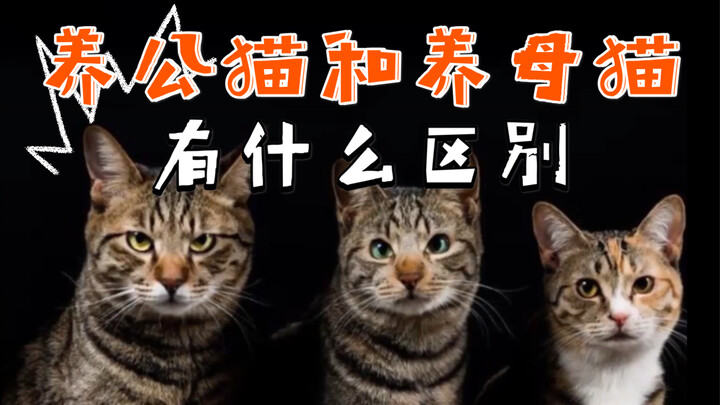 【科普】养公猫和养母猫的区别