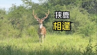 Those animals that encounter people!