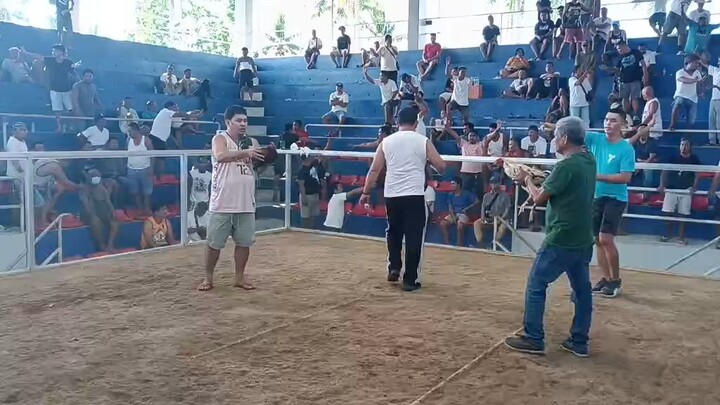 Berdugo Blueface Hatch X LEMON 7 STAG  ACCG GRAND FINALS